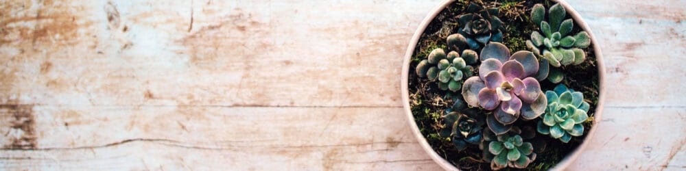 Succulents