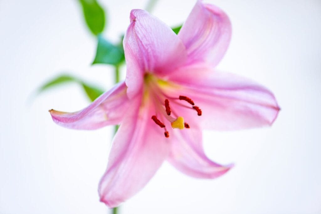 Lily