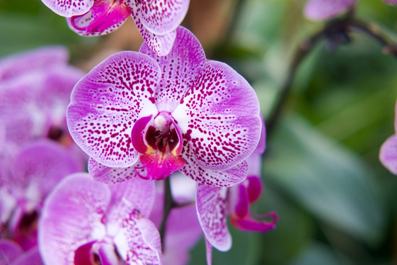 Orchid