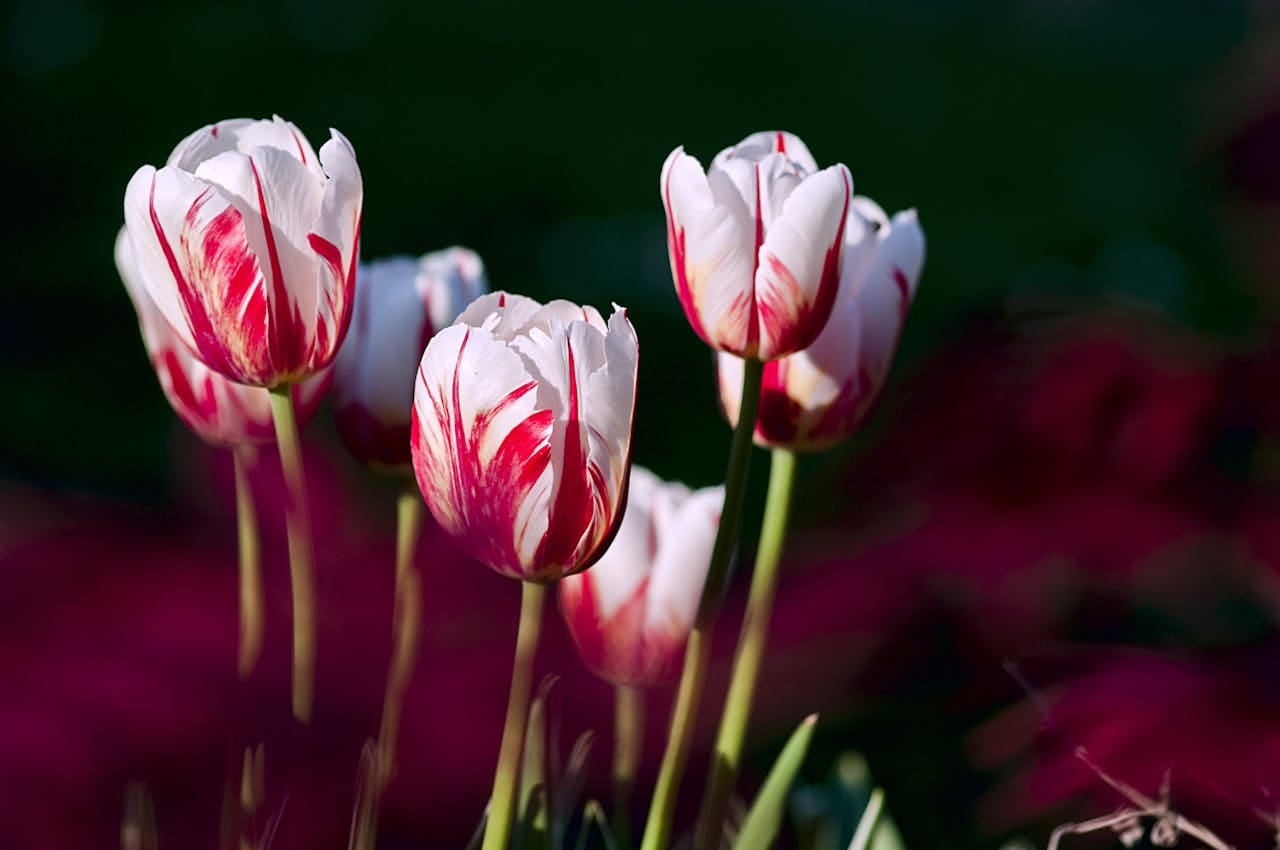 Tulips