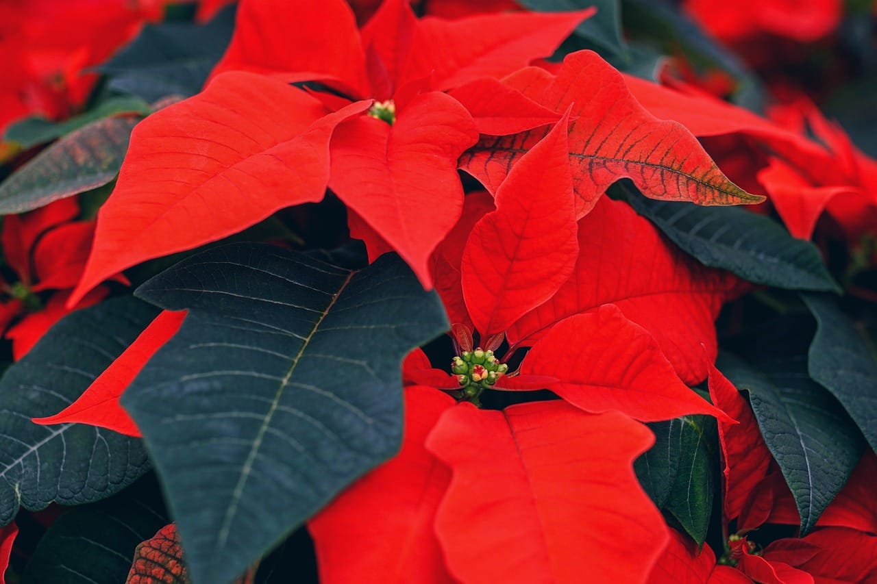 Poinsettias