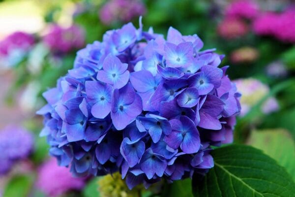 How to Prune Hydrangeas: A Complete Beginner’s Guide for Bigger Blooms Hydrangeas