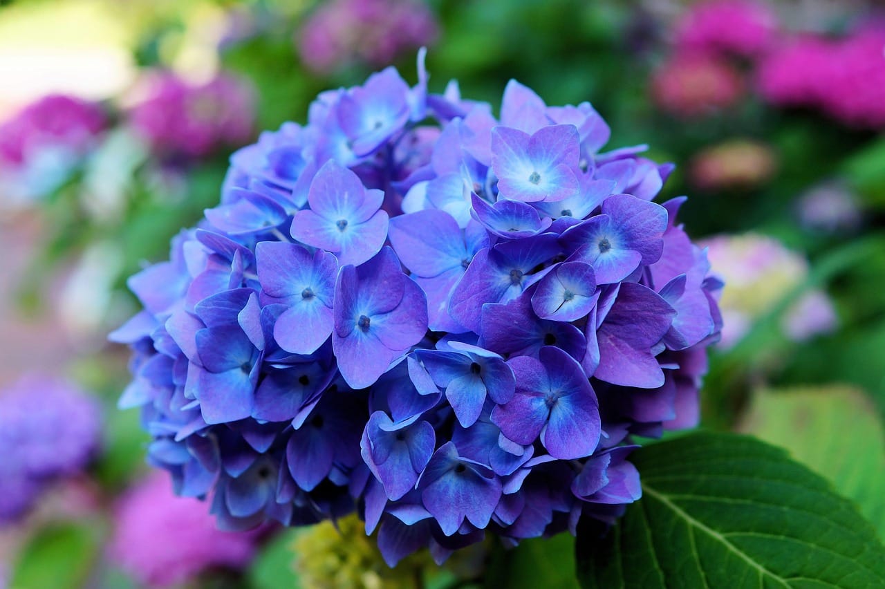 Hydrangeas