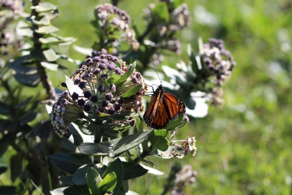 Milkweed and a Mornarch Buttefly