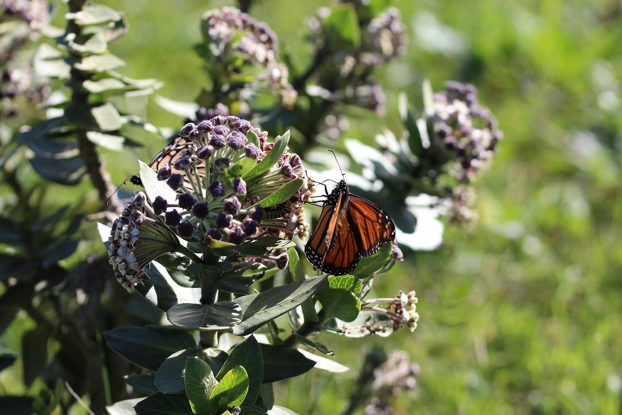 Milkweed and a Mornarch Buttefly