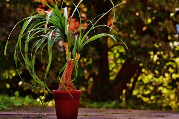 Ponytail Palm