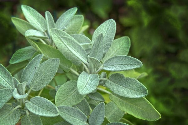 Garden sage