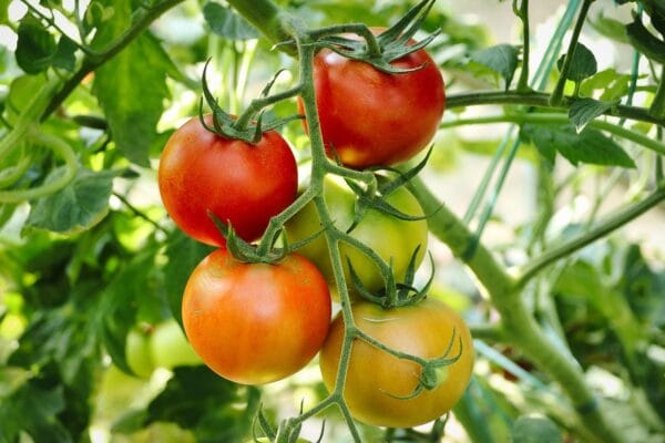 How to Grow Tomato Plants in Pots: The Ultimate Home Gardener’s Guide Tomatoes