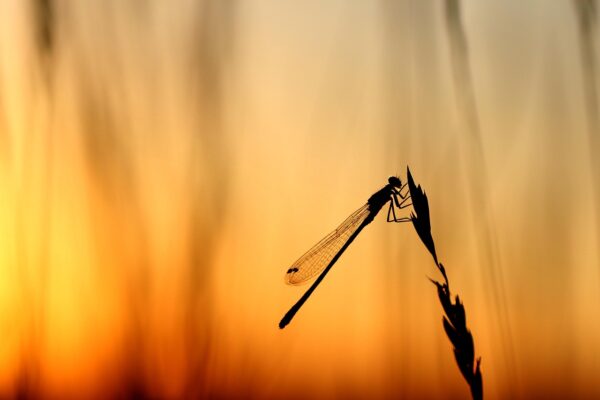 7 Plants That Attract Dragonflies and Keep Mosquitoes Away Naturally A dragonfly