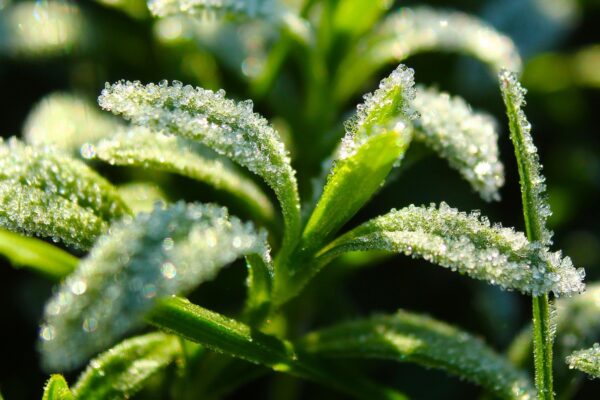 How to Protect Plants from Frost: 6 Proven Methods for a Healthy Garden Frost