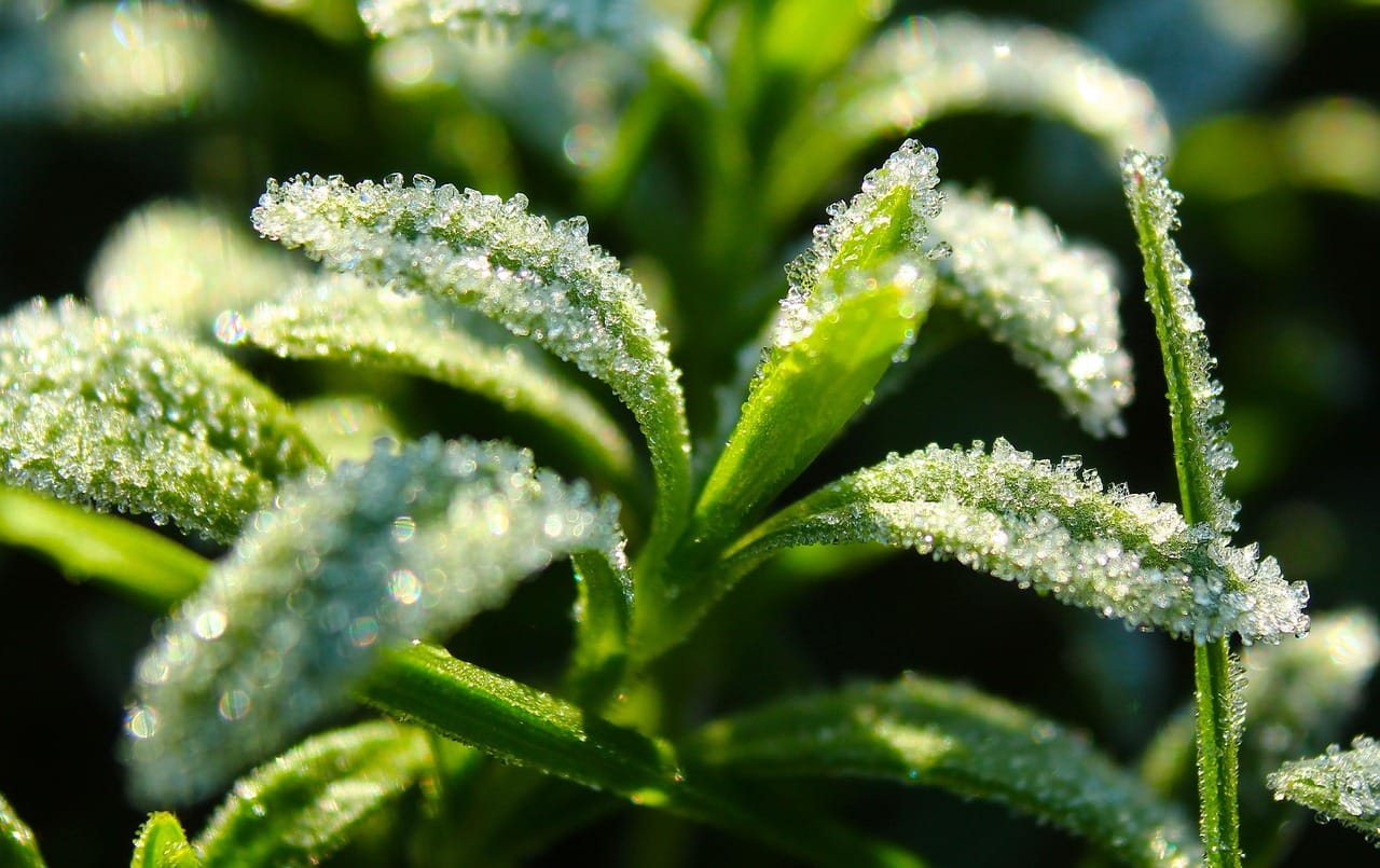 Frost