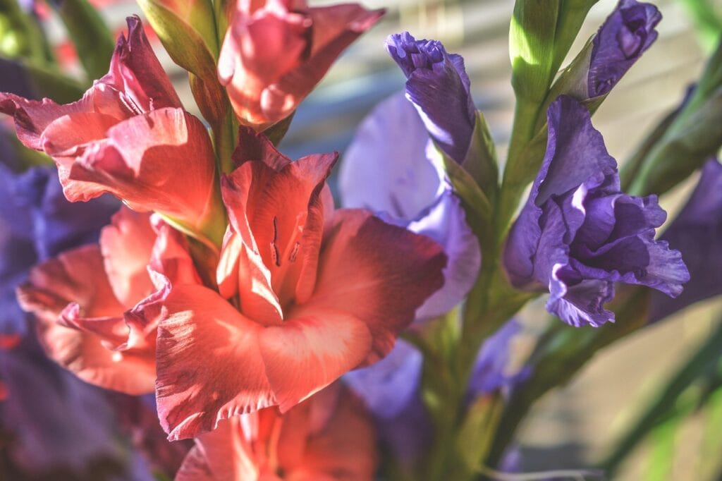 Gladiola flowers