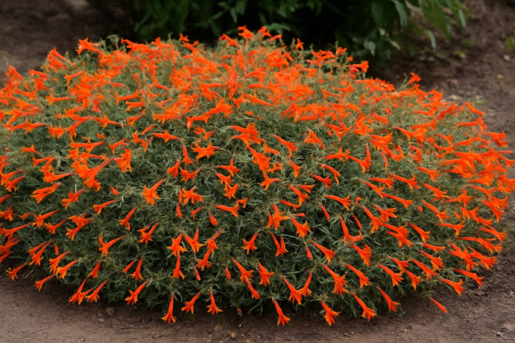 Hummingbird Carpet Plant