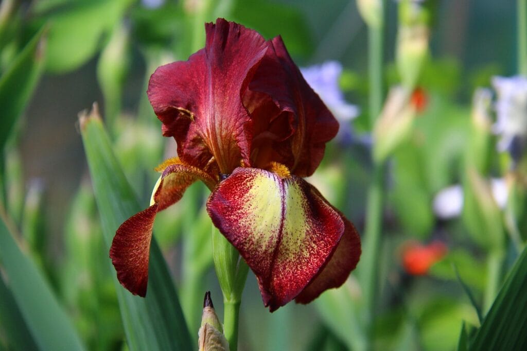 Iris flower