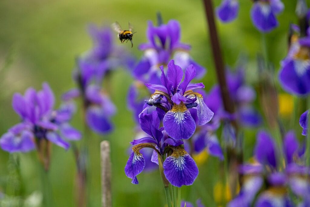 Iris flowers