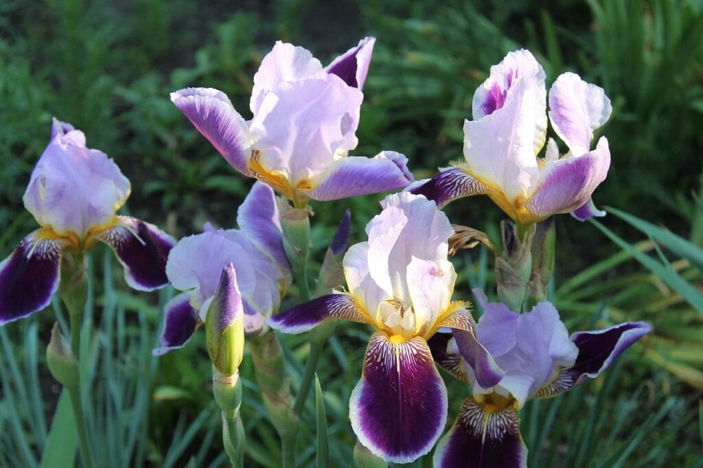 Iris flowers
