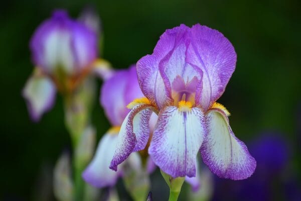 Iris flower