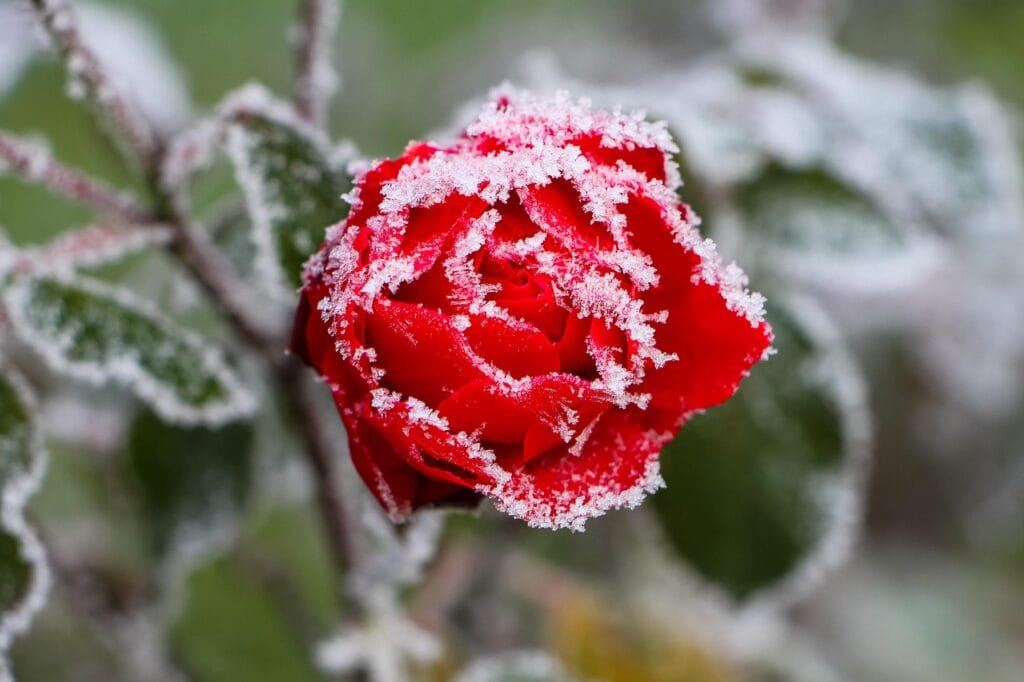Frost