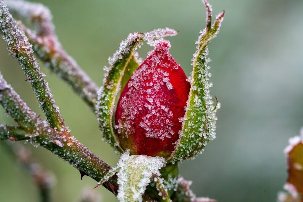 Frost