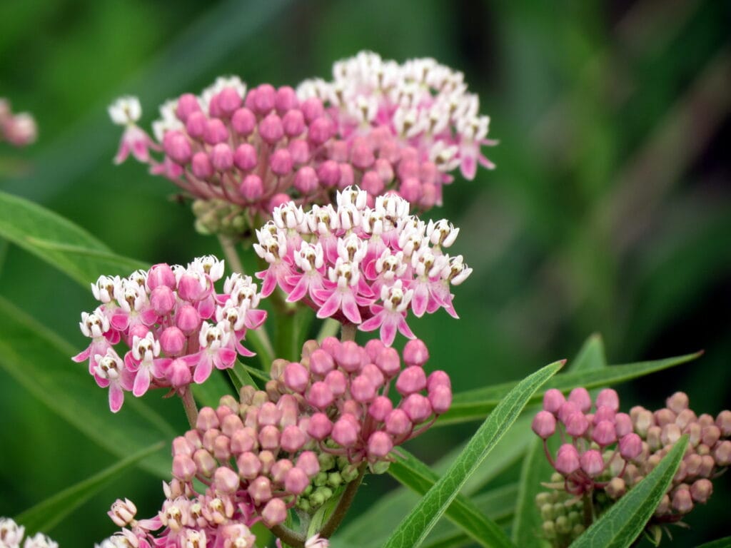 Swamp Milkweed