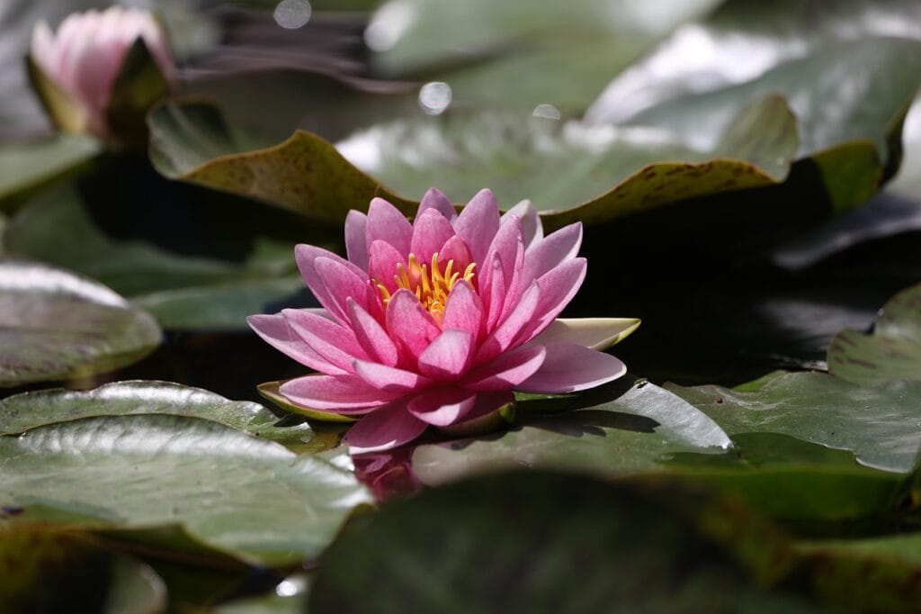 Water lily