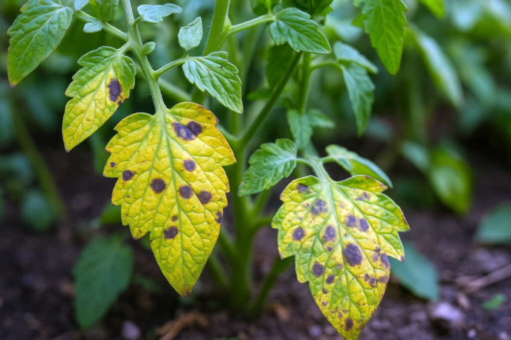Tomato plant leaves with Septoria-like circular spots and yellow edges, showing signs of fungal or viral infection.